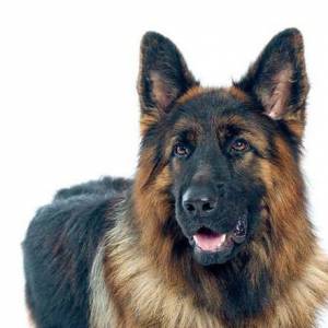 Pastor Alem�o Qualidade Superior 