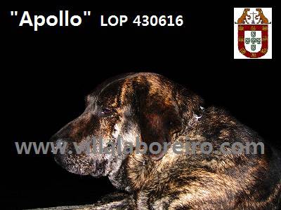 Cão de Castro Laboreiro disponível para cruzas Cão de Castro Laboreiro disponível para cruzas