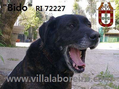 Cão de Castro Laboreiro disponível para cruzas Cão de Castro Laboreiro disponível para cruzas
