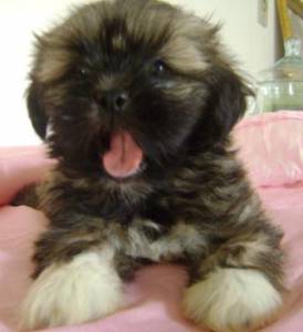 FILHOTES LHASA APSO