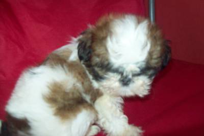 LINDOS FILHOTES DE SHIH TZU LINDOS FILHOTES DE SHIH TZU