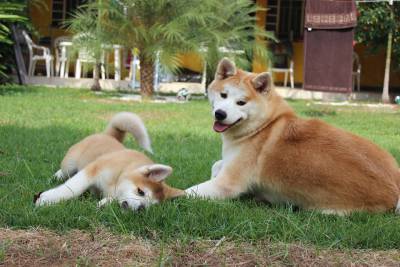 Akitas Filhotes para todo o Brasil 