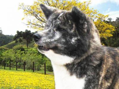 Akitas Filhotes para todo o Brasil 