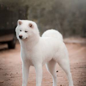 Akitas Filhotes para todo o Brasil 