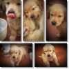 Golden Retriever filhotes de golden retriever a pronta entrega