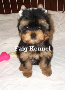 YORKSHIRE TERRIER para quem busca o melhor YORKSHIRE TERRIER para quem busca o melhor