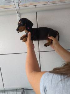 Dachshund Basset Teckel filhotes