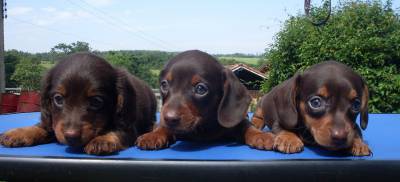 Dachshund Basset Teckel filhotes