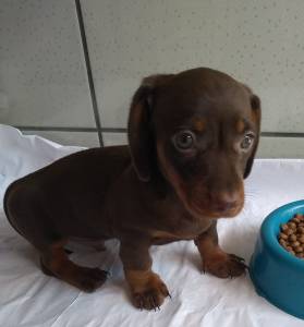 Dachshund Ano Basset Teckel Cofap