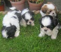 Shih tzu filhotes pronta entrega