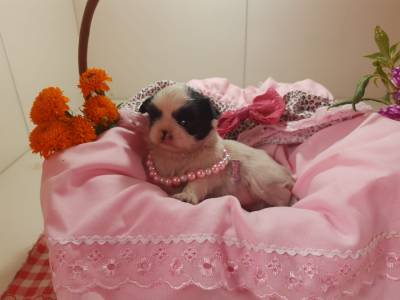 Shih tzu filhotes pronta entrega