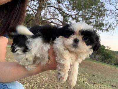 Shih tzu filhotes pronta entrega