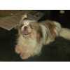 Shih-tzu SHIH TZU MACHO PROCURA NAMORADA