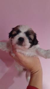 Filhotes de Shih-tzu