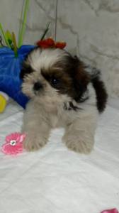 Filhotes de Shih-tzu