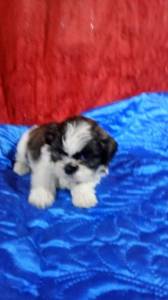 Filhotes de Shih-tzu