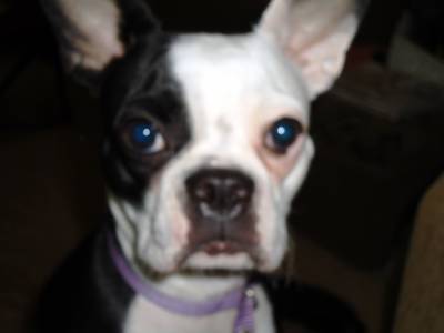 Boston Terrier femea Boston Terrier femea