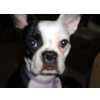 Boston Terrier Boston Terrier femea
