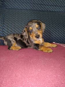 teckel basset cofap dachshund Ano