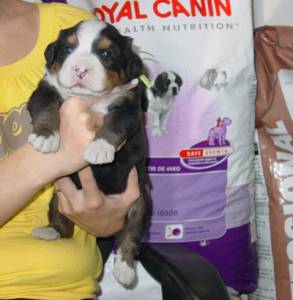 BERNESE MOUNTAIN DOG  CBKC E MICROCHIPADOS