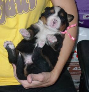 BERNESE MOUNTAIN DOG  CBKC E MICROCHIPADOS