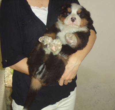 BERNESE MOUNTAIN DOG  CBKC E MICROCHIPADOS