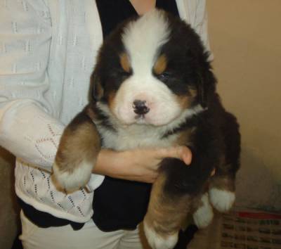 BERNESE MOUNTAIN DOG  CBKC E MICROCHIPADOS