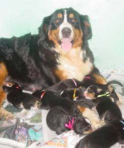 BERNESE MOUNTAIN DOG  CBKC E MICROCHIPADOS