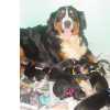 Bernese Mountain Dog BERNESE MOUNTAIN DOG  CBKC E MICROCHIPADOS So Paulo So Paulo