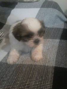 Filhote de shih-tzu macho