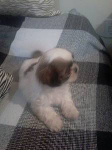 Filhote de shih-tzu macho