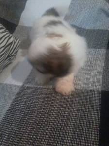 Filhote de shih-tzu macho