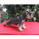 Schnauzer Miniatura SCNAUZER MINIATURA REGISTADOS Santarm Cartaxo