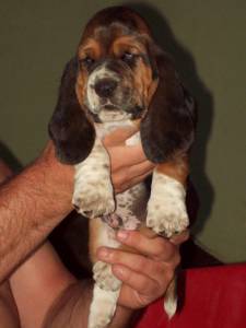 venda basset hound