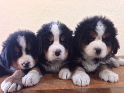 FILHOTES DE BERNESE - KENNEL FITTIPALDI