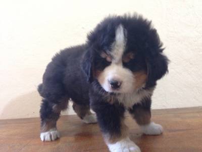 FILHOTES DE BERNESE - KENNEL FITTIPALDI