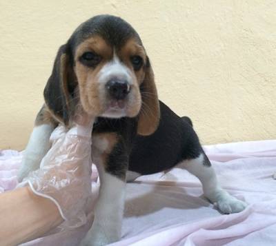 FILHOTES DE BEAGLE - KENNEL FITTIPALDI