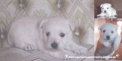 Lindos Filhotes de West Terrier IG