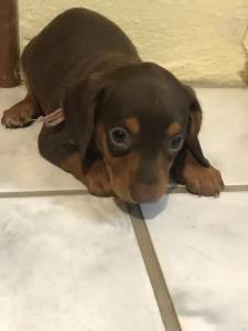 Teckel Dachshund Ano Basset filhotes