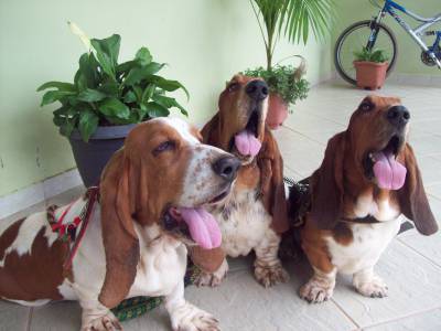 VENDA BASSET HOUND