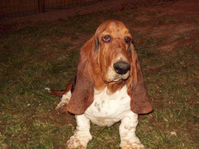 Venda de Basset Hound