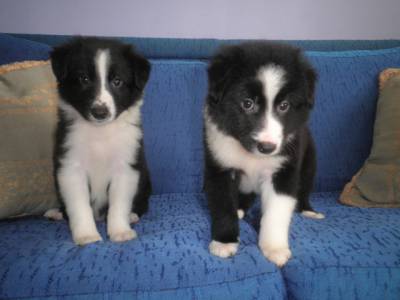 Filhotes de Border Collie