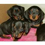 Dachshund Teckel Ano Basset Dachs