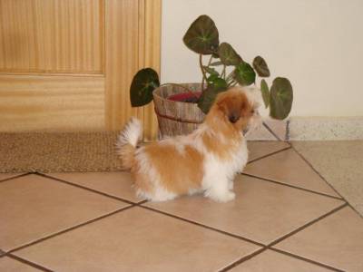 Lindos Filhotes de Shih-tzu Pedigree CBKC