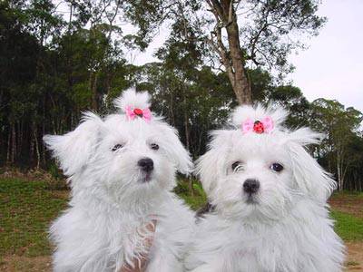 Lindos Filhotes de Malts Pedigree CBKC