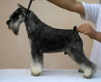 Schnauzer  Escarambon