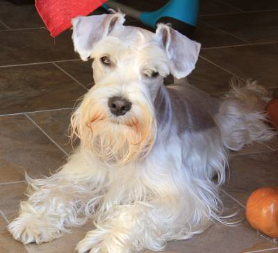 Schnauzer Miniatura Branco