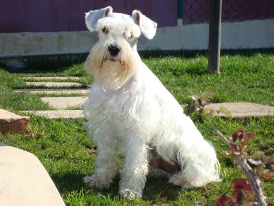 Schnauzer Miniatura Branco