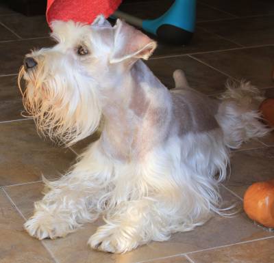 Schnauzer Miniatura Branco