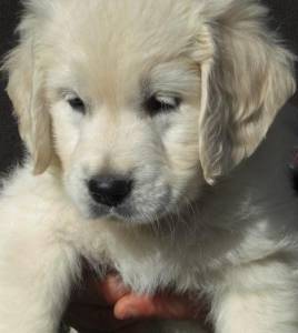 Golden retriever - cachorrinhos